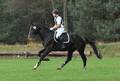 Hengst LITTLE ROCK PJ v. Lord Pezi - Calypso II - Wendelin Hengst LITTLE ROCK PJ v. Lord Pezi - Calypso II - Wendelin