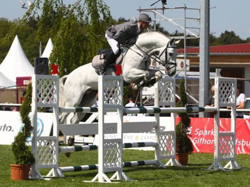 Halbbruder zu Graf Magna: Grey Top v. Graf Top - gekörter Hengst und S-Springpferd