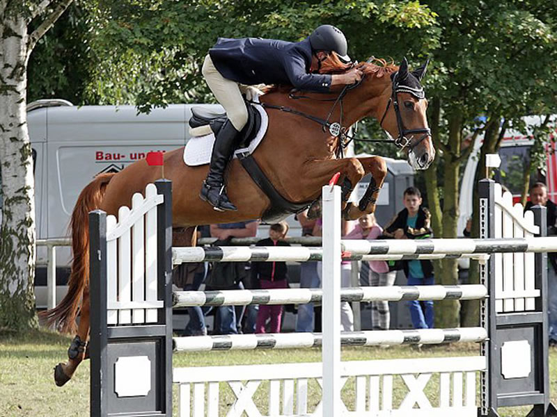 Halbbruder zu Queesy PJ: Simply the Best v. Stolzenberg -internationales Springpferd
