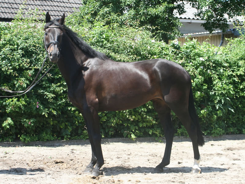 Black Jane v. Black Jack (Cornet Obolensky - Heraldik xx) - Landadel - Furioso II