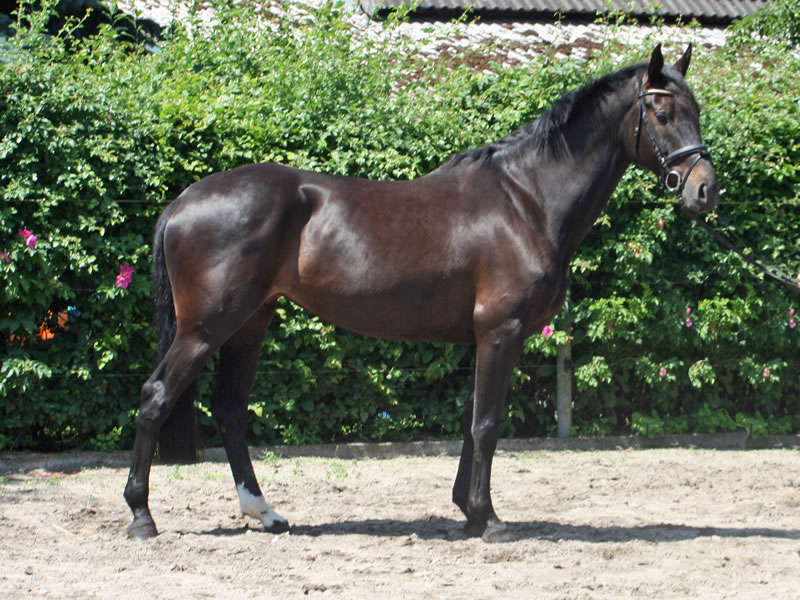 Black Jane v. Black Jack (Cornet Obolensky - Heraldik xx) - Landadel - Furioso II