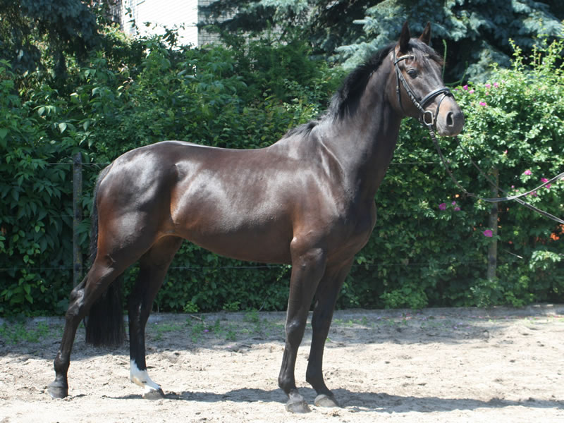 Black Jane v. Black Jack (Cornet Obolensky - Heraldik xx) - Landadel - Furioso II