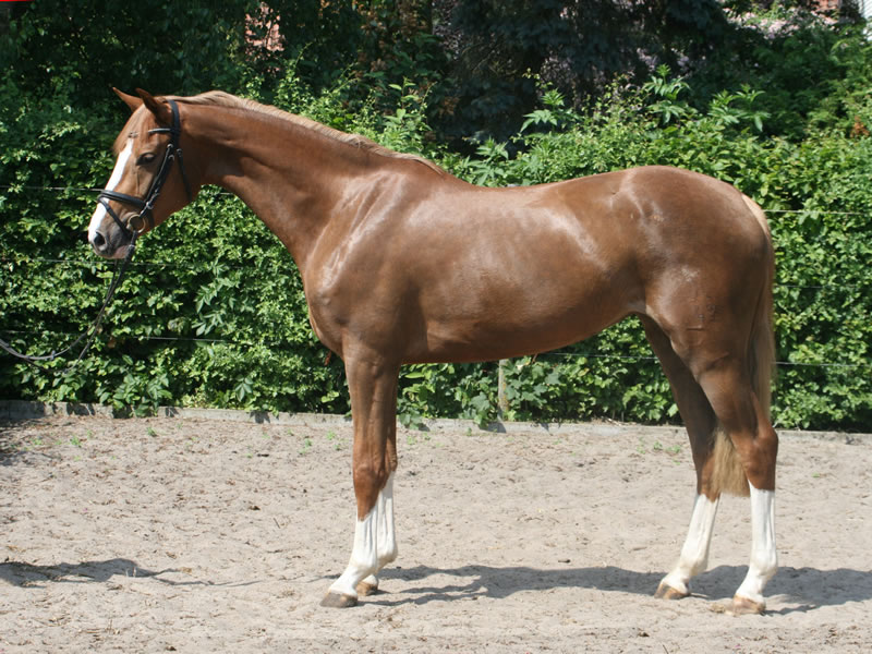 Springpferd Calla PJ