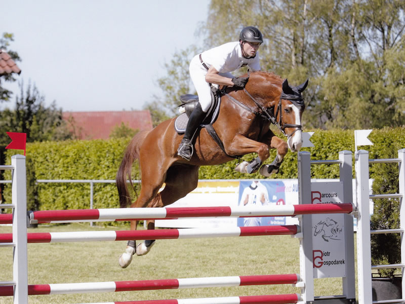 Springpferd Barnie PJ 2017