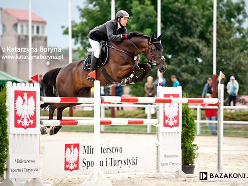 Halbbruder zu Graf Magna: Stuntman v. Silvio I - international bis 1.60m erfolgreich