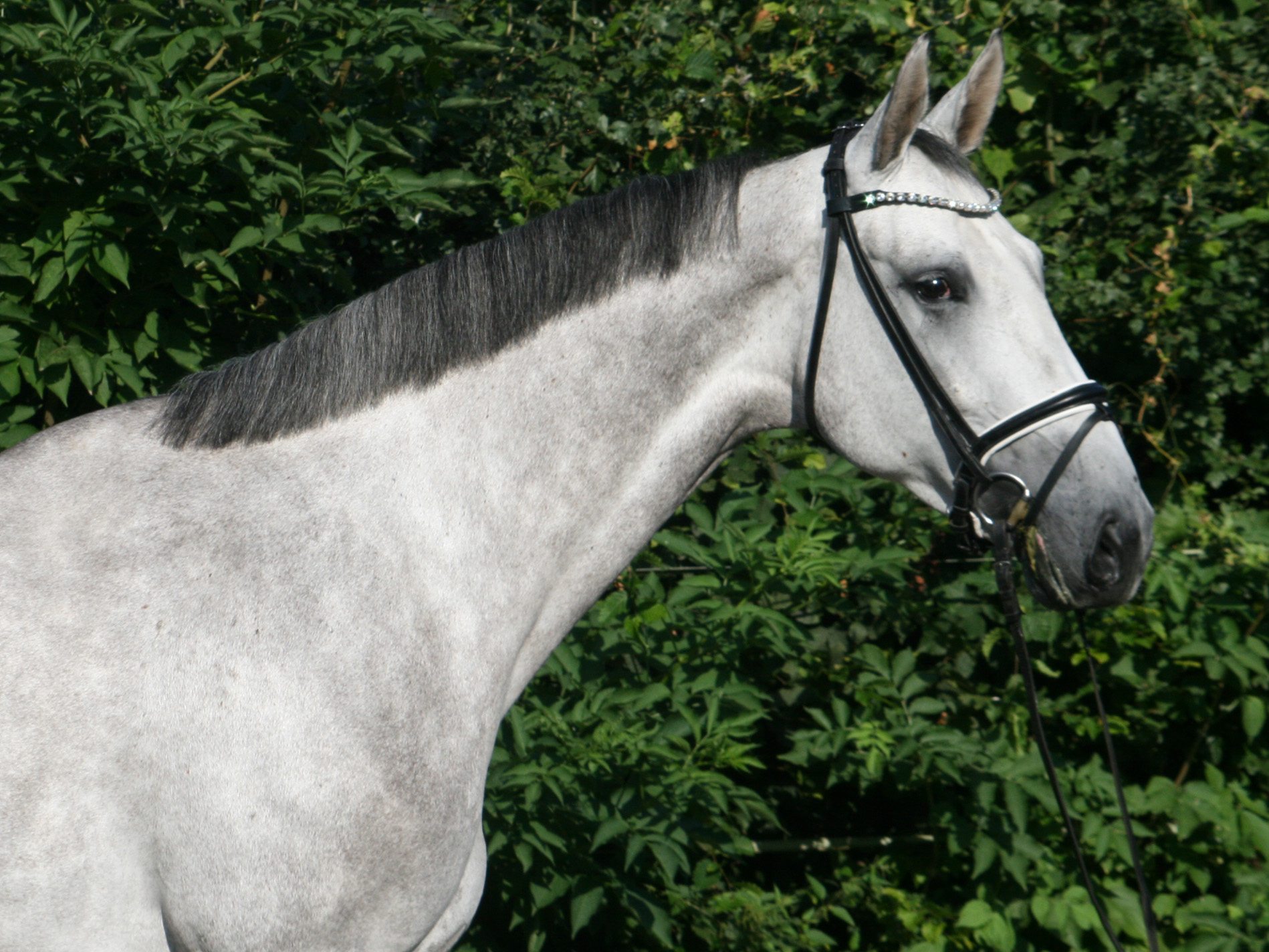 Springpferd Cool Candy PJ