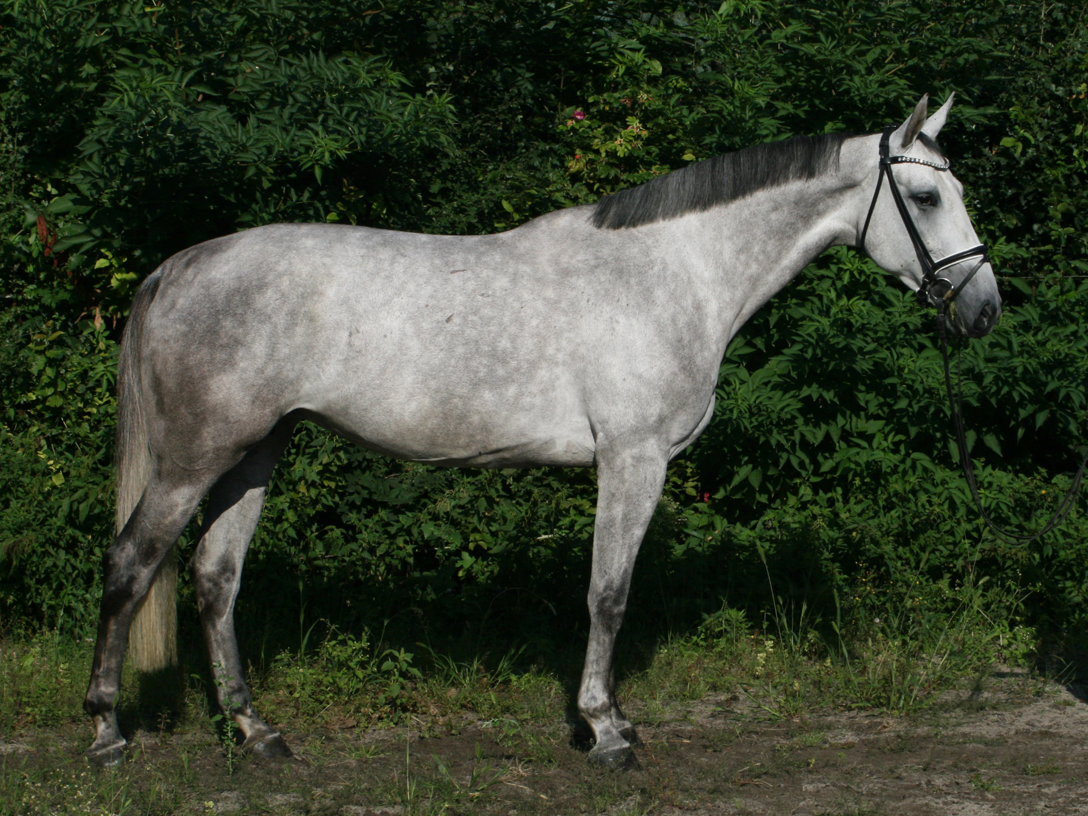 Springpferd Cool Candy PJ