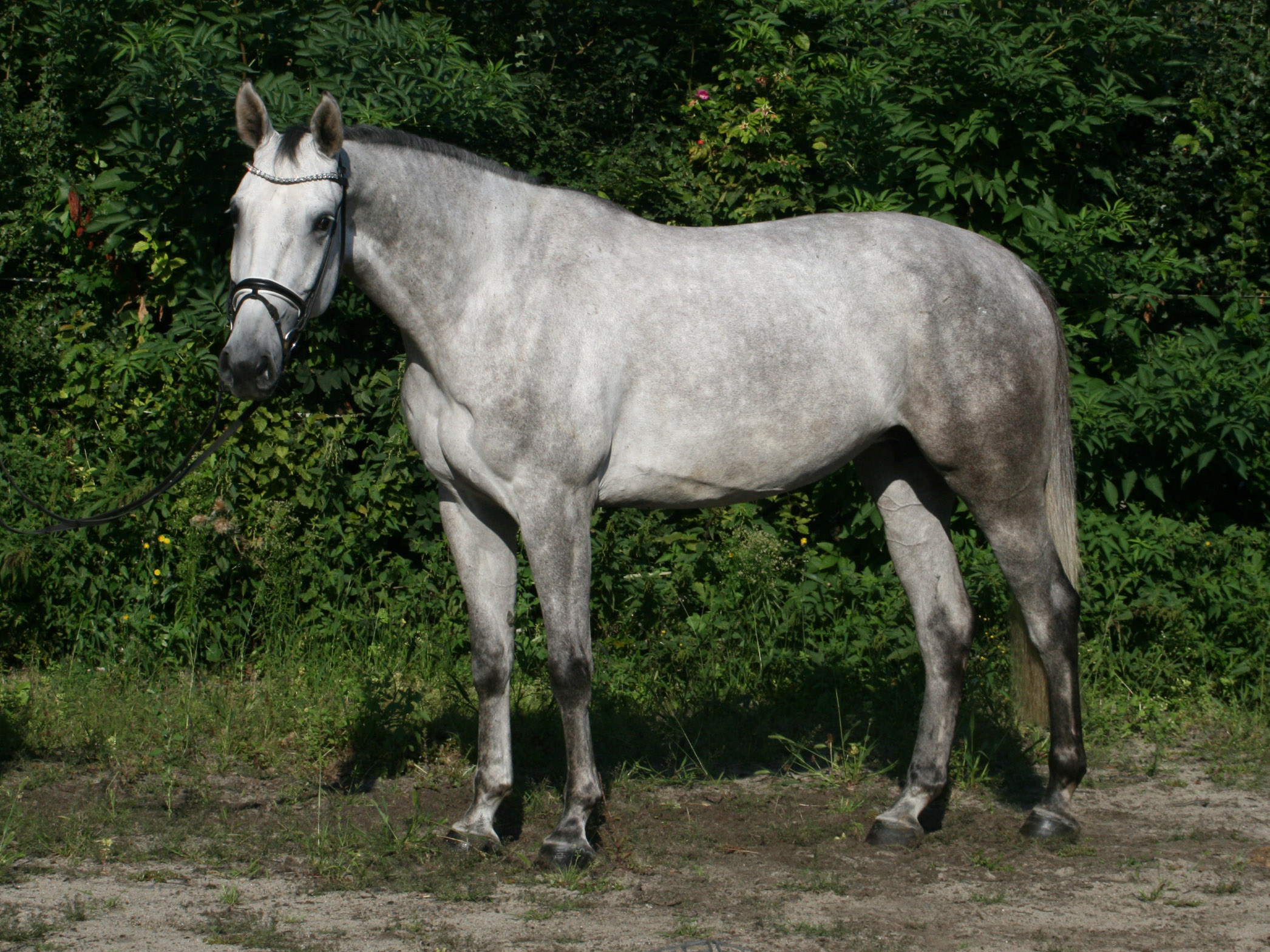 Springpferd Cool Candy PJ